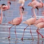 Flamencos rosa