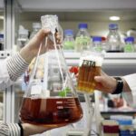 Proyecto valenciano busca recuperar levaduras autóctonas para las cervezas del futuro 4 Levaduras valencianas