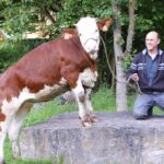 Hugues Derzelle, el agricultor de Chimay alimenta a sus vacas con 4 litros de cerveza al día 3 Agricultor de Chimay alimenta a sus vacas con 4 litros de cerveza al día