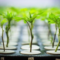 Plantas de Cannabis