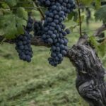 CCU adquiere la bodega de vinos Graffigna en Argentina 3 CCU compra bodega Graffigna en Argentina