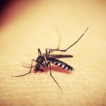 Estudio plantea que los mosquitos pican preferentemente a quienes consumen cerveza 2 Zancudo
