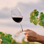 Día Nacional del Vino: un brindis por la pasión y herencia vitivinícola de Chile 2 Día del Vino Chileno