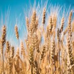Argentina: Pronostican fuerte caída de exportaciones en el sector maltero 2 Campos de malta