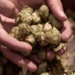 Lúpulo variedades cerveza genoma Nature Communications mejora genética
