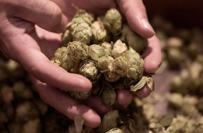 Lúpulo variedades cerveza genoma Nature Communications mejora genética