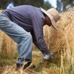 Cultivos experimentales de cebada maltera Perú industria cervecera Backus INIA