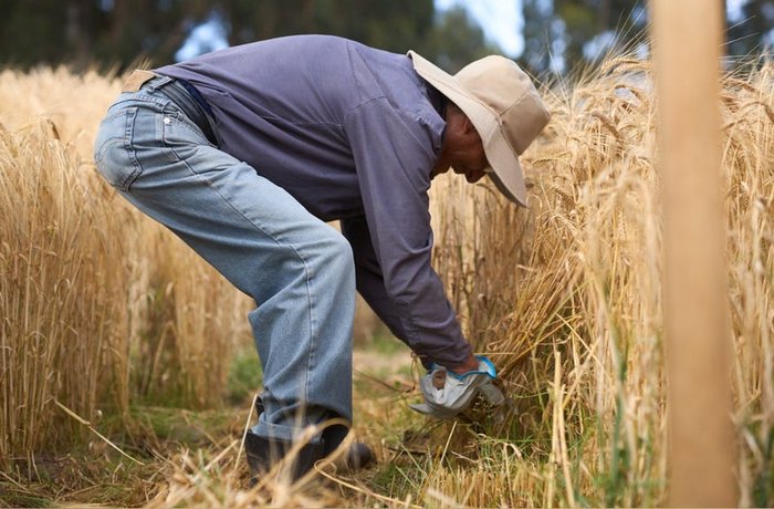 Cultivos experimentales de cebada maltera Perú industria cervecera Backus INIA