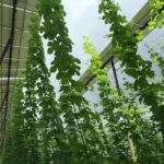 Paneles solares sobre el lúpulo: cómo la agrovoltaica intenta salvar Hallertau del cambio climático