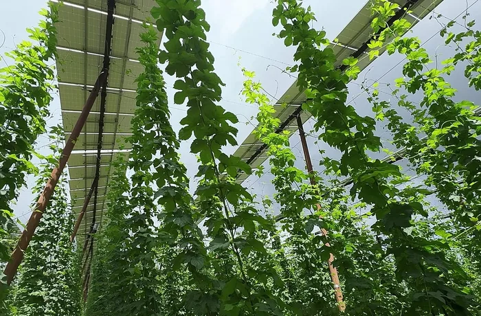 Paneles solares sobre el lúpulo: cómo la agrovoltaica intenta salvar Hallertau del cambio climático