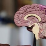 El alcohol podría influir de forma distinta en el riesgo de Alzheimer según la biología cerebral 4 El alcohol podría influir de forma distinta en el riesgo de Alzheimer según la biología cerebral