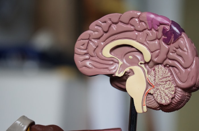 El alcohol podría influir de forma distinta en el riesgo de Alzheimer según la biología cerebral 5 alcohol riesgo alzheimer biologia cerebro