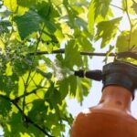 Cerveza artesana frente a la nueva regulación de pesticidas