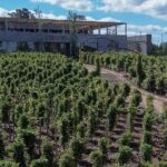 Viñedos y bodegas de la provincia de Buenos Aires para visitar en escapadas de fin de semana