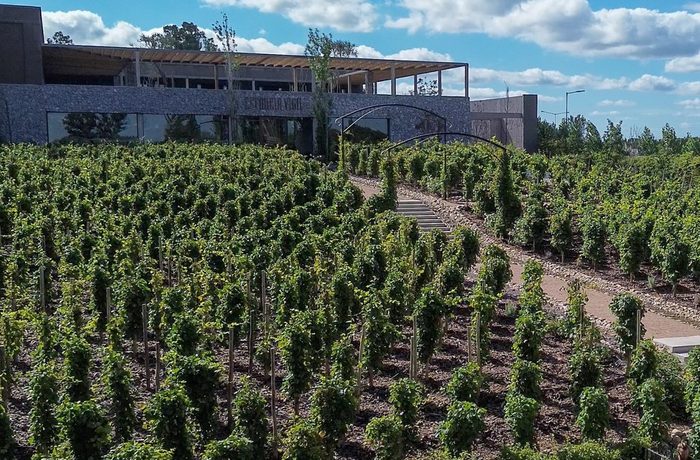 Bodegas y viñedos a menos de dos horas de Buenos Aires para una escapada con vino y campo 4 Viñedos y bodegas de la provincia de Buenos Aires para visitar en escapadas de fin de semana