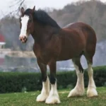 Los caballos Clydesdale de Budweiser: la historia del icono publicitario que nació en el fin de la Ley Seca