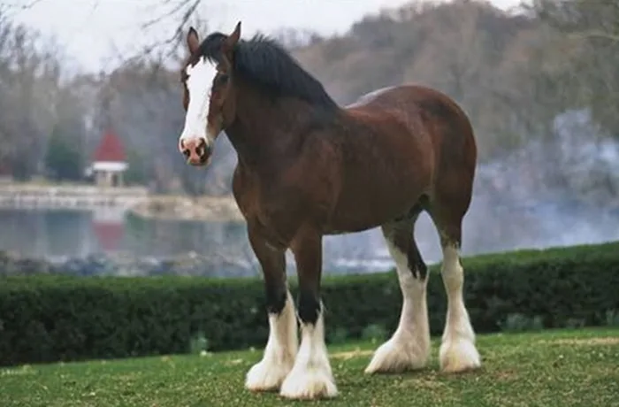 Los caballos Clydesdale de Budweiser: la historia del icono publicitario que nació en el fin de la Ley Seca