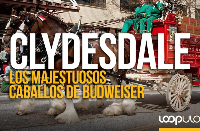 Caballos Clydesdale de Budweiser, simbolo publicitario de Anheuser-Busch desde 1933