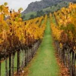 El cambio climático reordena el mapa del vino en California: Napa y Sonoma retroceden mientras Monterey y Mendocino ganan terreno