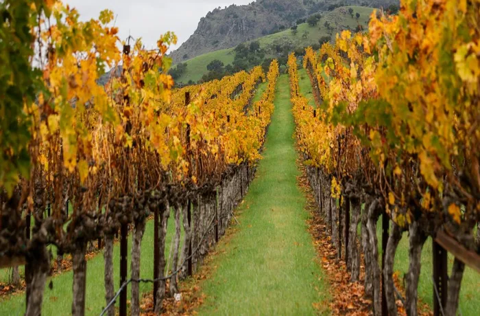 El cambio climático reordena el mapa del vino en California: Napa y Sonoma retroceden mientras Monterey y Mendocino ganan terreno 2 Cambio climático mapa vino California Napa Sonoma Monterey calor extremo