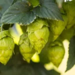 La cerveza sin alcohol necesita más que burbujas para ser segura, según un estudio de la Universidad de Arkansas