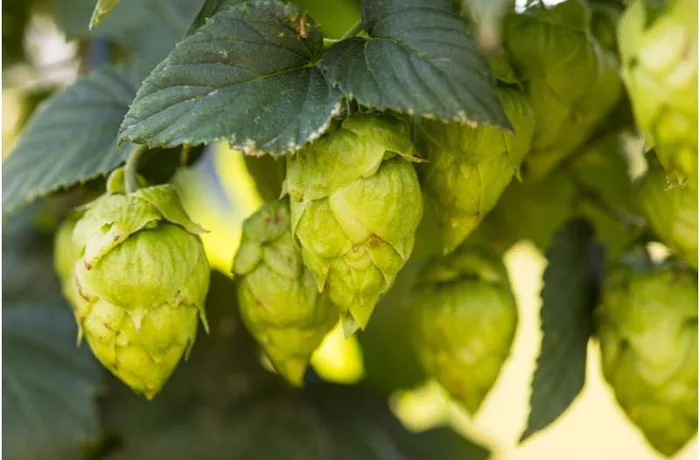 La cerveza sin alcohol necesita más que burbujas para ser segura, según un estudio de la Universidad de Arkansas