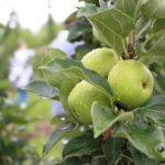 Cornell identifica qué regulador de crecimiento vegetal se adapta a cada sistema de cosecha de manzana para sidra