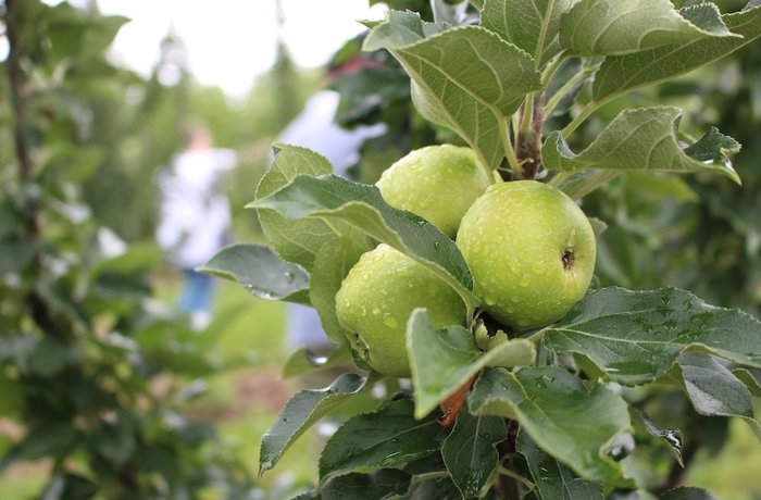 Cornell identifica qué regulador de crecimiento vegetal se adapta a cada sistema de cosecha de manzana para sidra
