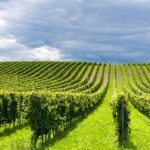 Bruselas abre la puerta a la denominación de origen protegida Sümeg para vinos húngaros 2 Imagen de Bruselas abre la puerta a la denominación de origen protegid