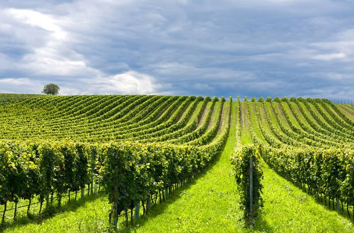 Bruselas abre la puerta a la denominación de origen protegida Sümeg para vinos húngaros 2 Imagen de Bruselas abre la puerta a la denominación de origen protegid