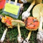 Cerveza Fungi Beer de hongo reishi y vermut de hongo azul en el Fungi Fest 2026 de Morelia