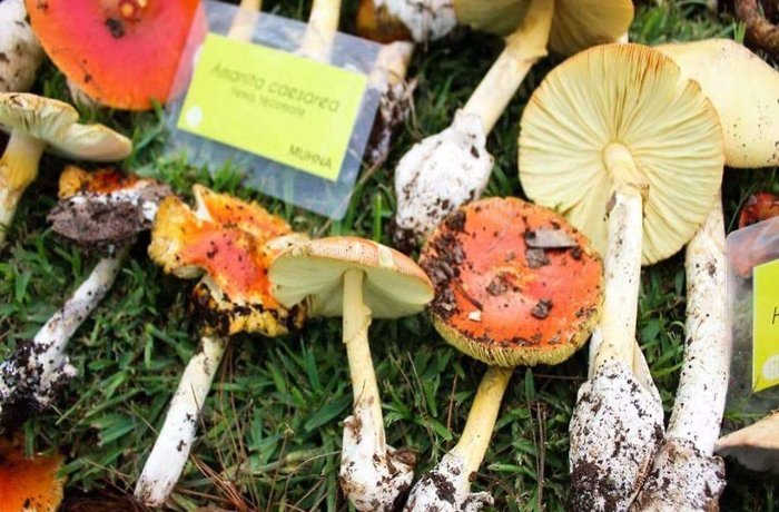 Fungi Fest 2026: cerveza de reishi y vermut de hongo azul llegan a Morelia 11 Cerveza Fungi Beer de hongo reishi y vermut de hongo azul en el Fungi Fest 2026 de Morelia
