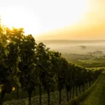 Las 22 mejores sidras de EE.UU. según GLINTCAP 2026: Snow Capped Cider arrasa con 14 premios 4 Huerto de manzanas en temporada de cosecha, materia prima de las sidras ganadoras del concurso GLINTCAP 2026