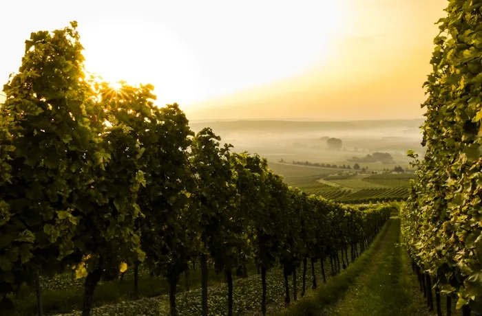 Huerto de manzanas en temporada de cosecha, materia prima de las sidras ganadoras del concurso GLINTCAP 2026