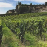 Viñedos de Saint-Émilion, Burdeos, Francia, bajo un cielo nublado