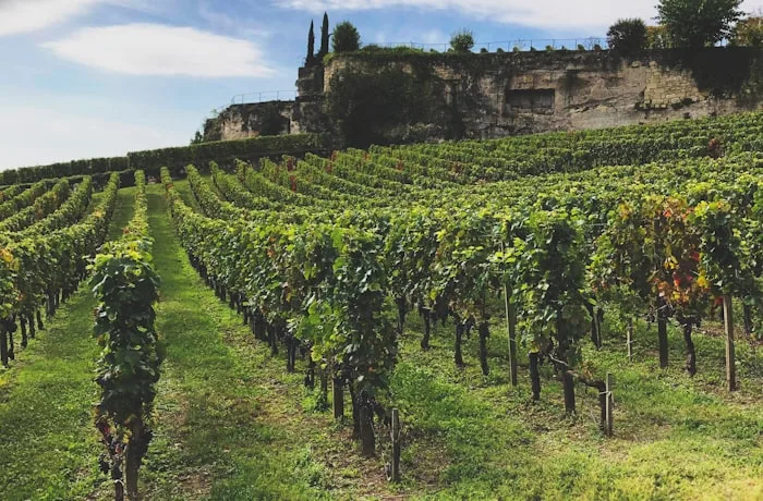 Viñedos de Saint-Émilion, Burdeos, Francia, bajo un cielo nublado