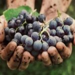 Tinto Fragoso: la uva manchega que se creía extinguida vuelve desde las alturas de Guadalajara