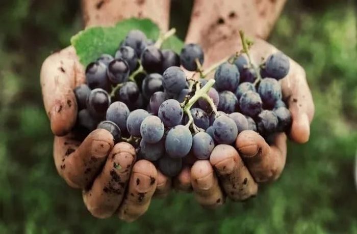 Tinto Fragoso: la uva manchega que se creía extinguida vuelve desde las alturas de Guadalajara