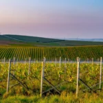La cosecha de Champagne de 2026 será la segunda más baja del siglo: heladas, sequía y stocks en máximos presionan a la región 4 La cosecha de Champagne de 2026 será la segunda más baja del siglo: heladas, sequía y stocks en máximos presionan a la región