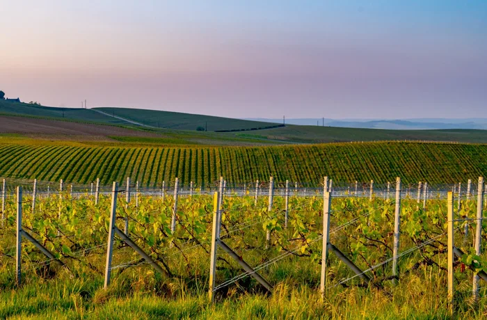 La cosecha de Champagne de 2026 será la segunda más baja del siglo: heladas, sequía y stocks en máximos presionan a la región 6 vendimia champagne 2026 heladas sequia cosecha minimos