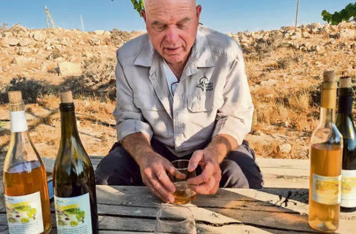 Investigadores israelíes recrean el vino nabateo del Néguev a partir de semillas de uva de 1.500 años halladas en Avdat 6 Viñedo de Avdat en el desierto del Néguev vino nabateo bizantino Israel