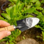 Cerveza y bicarbonato en la jardinería: Una combinación poco convencional pero efectiva