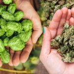 La relación entre el lúpulo y el cannabis: Similitudes y conexiones botánicas