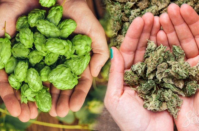 Lupulo y cannabis