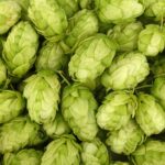 Los 10 lúpulos más utilizados en la elaboración de cerveza 4 Los 10 lúpulos más utilizados en la elaboración de cerveza