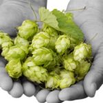Dry Hopping (dry hop) o lupulado en seco ¿Qué es y para qué sirve?