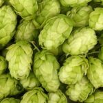 ¿Qué son los IBU en la cerveza? Significado, cálculo e impacto en el sabor