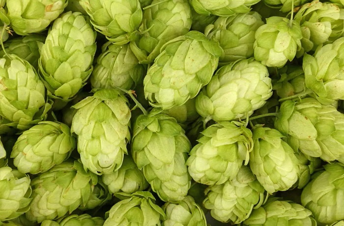Qué son los IBU en la cerveza Qué son los IBU en la cerveza. Significado, cálculo e impacto en el sabor