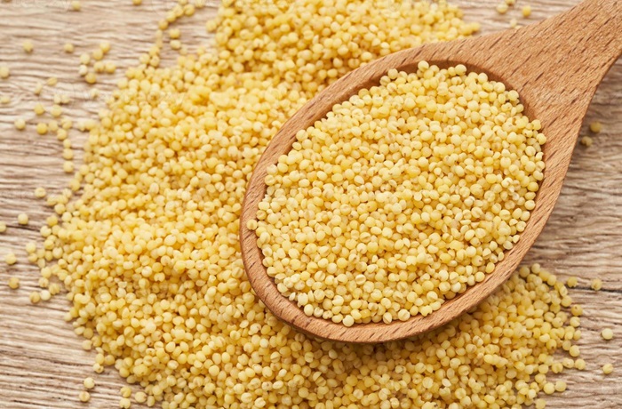 Sorgo Sorgo