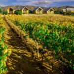 Viñedo mexicano con cabañas y montañas al fondo, temporada de vendimias en México 2026